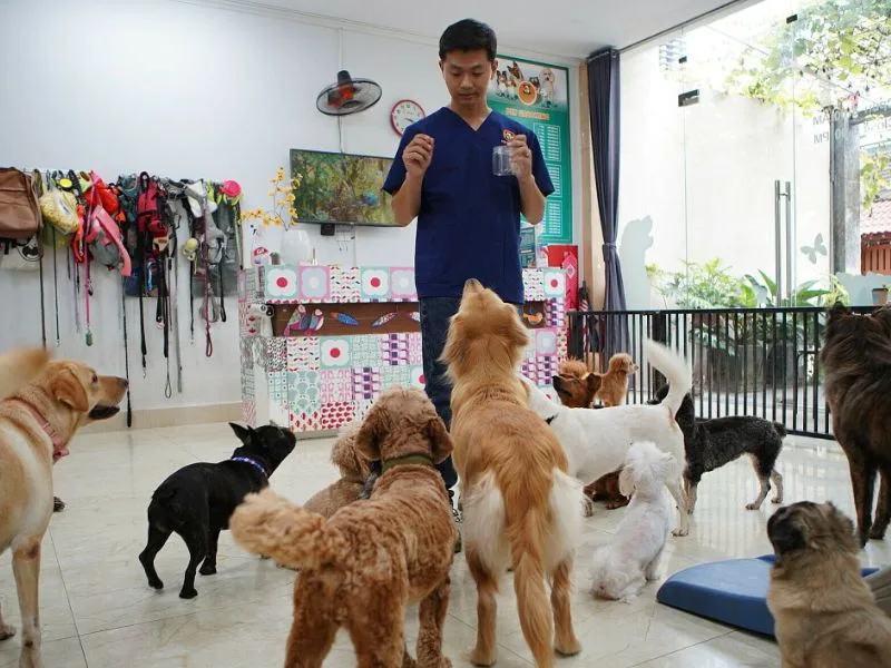 Chăm sóc thú cưng tại nhà phù hợp với người yêu động vật, có trách nhiệm và biết xử lý các tình huống cơ bản.